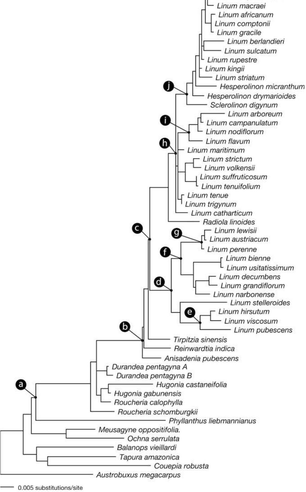 (PDF) The Phylogeny of Linum and Linaceae Subfamily Linoideae, with ...
