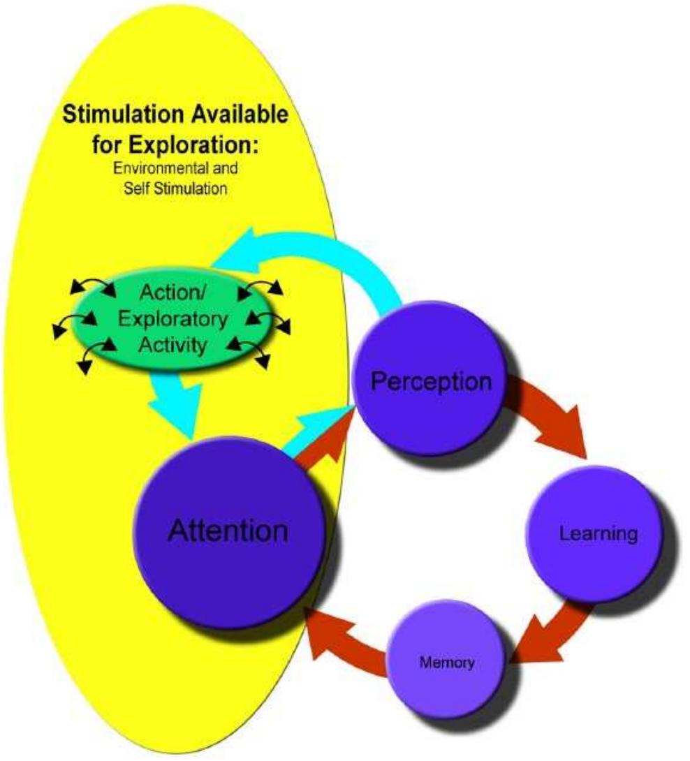 (PDF) Learning to Attend Selectively: The Dual Role of Intersensory ...