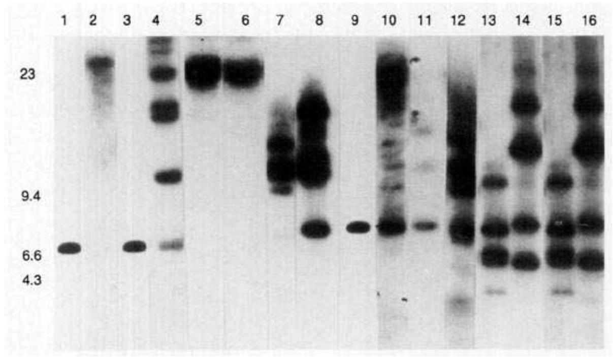 Fic. 1. physical map of plasmid phai.3, a puc12-based