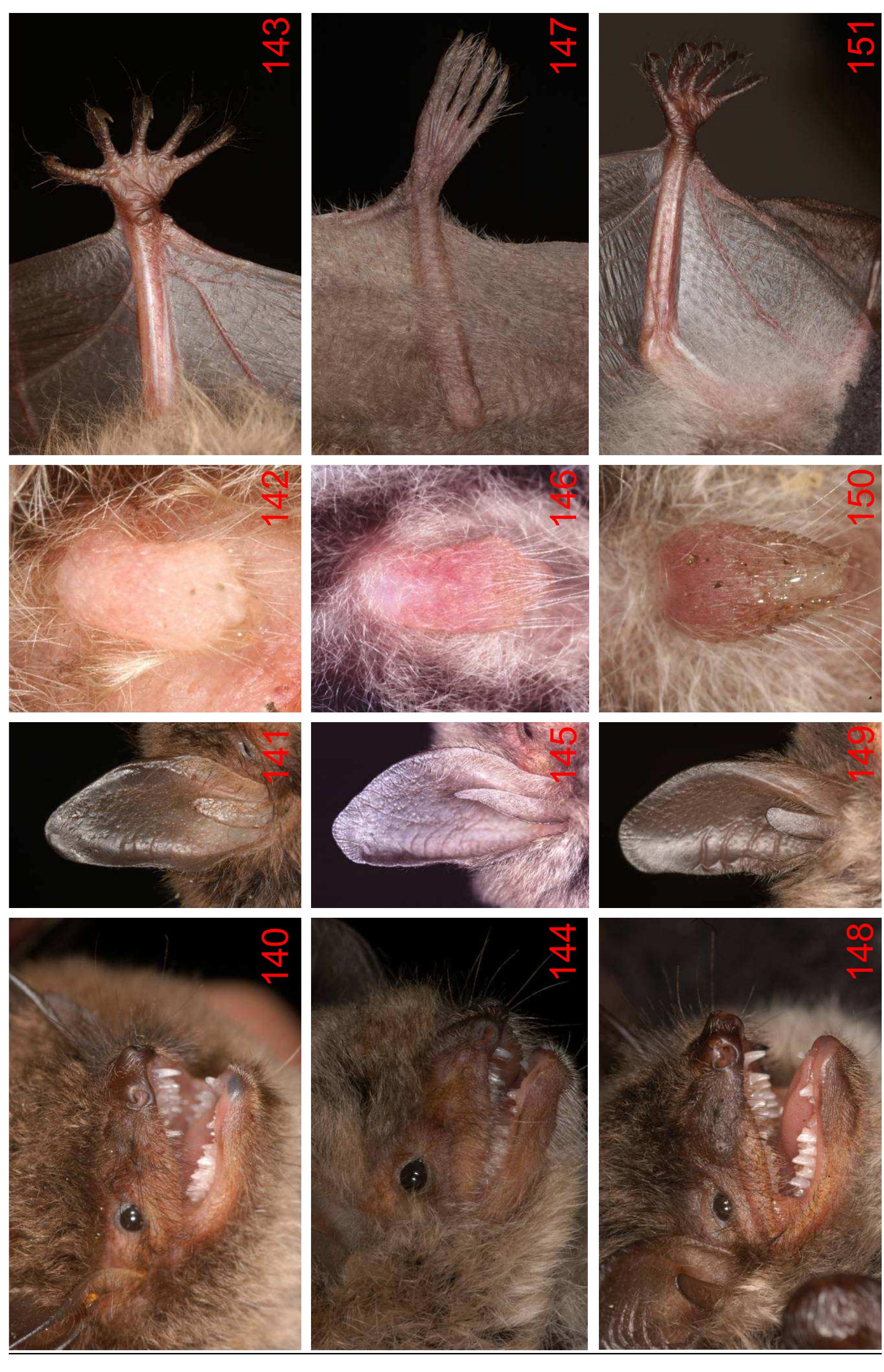 (PDF) Identification key bats, part 2