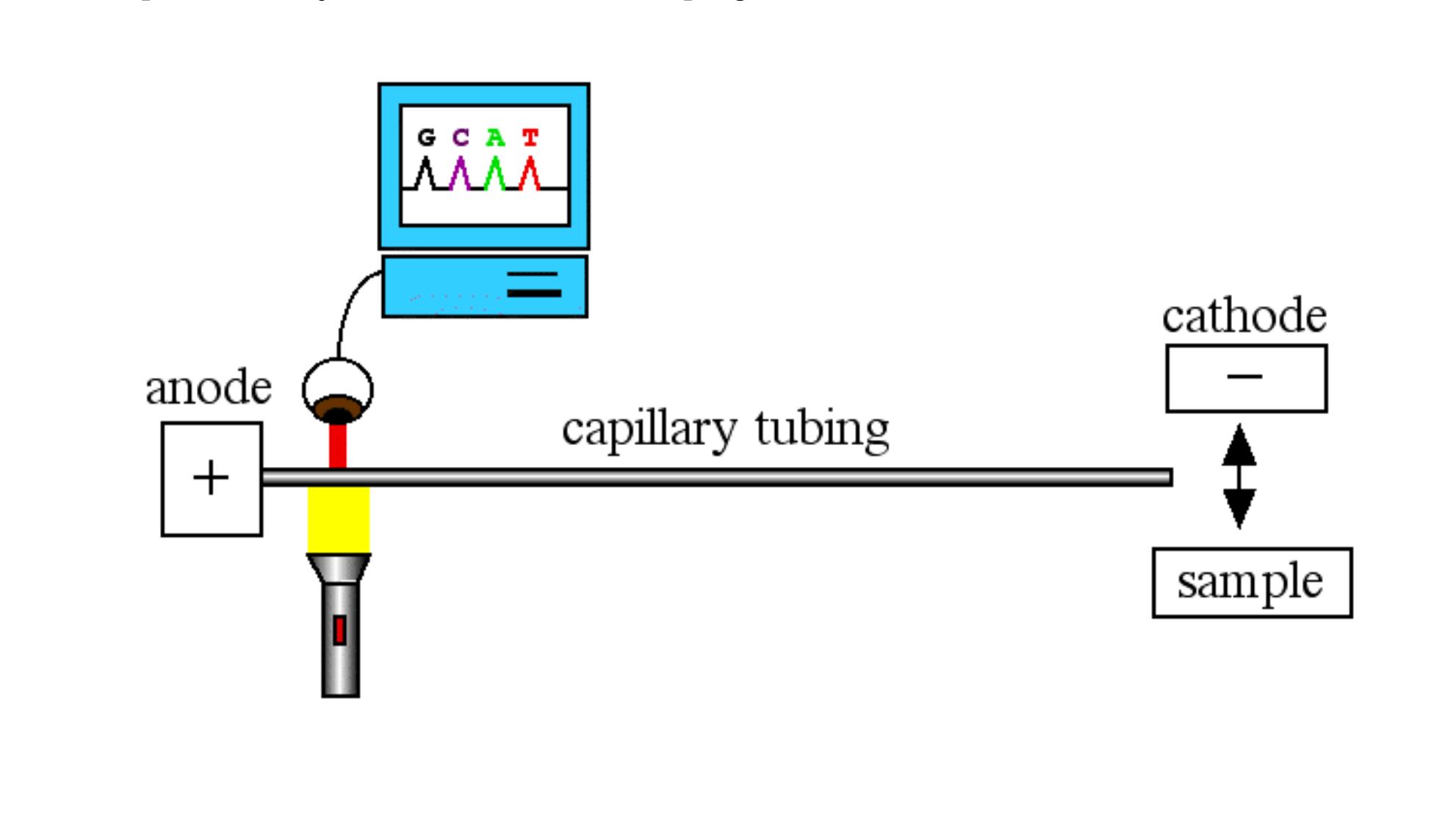 (PDF) Capillary gel electrophoresis