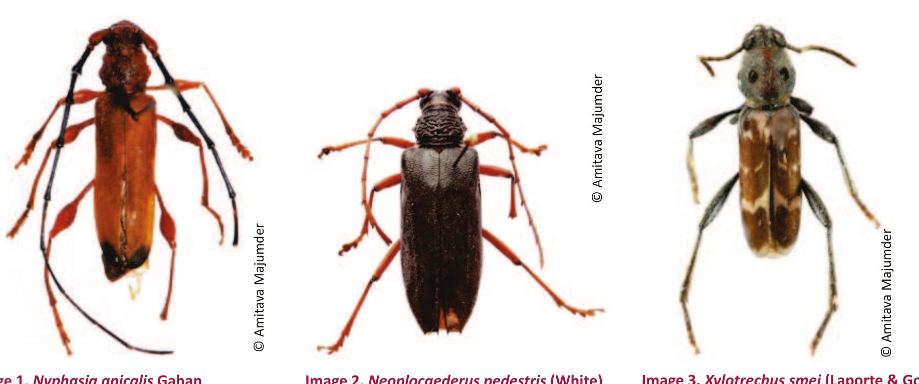 (PDF) Longhorned beetles (Coleoptera Cerambycidae) from Chhattisgarh, India