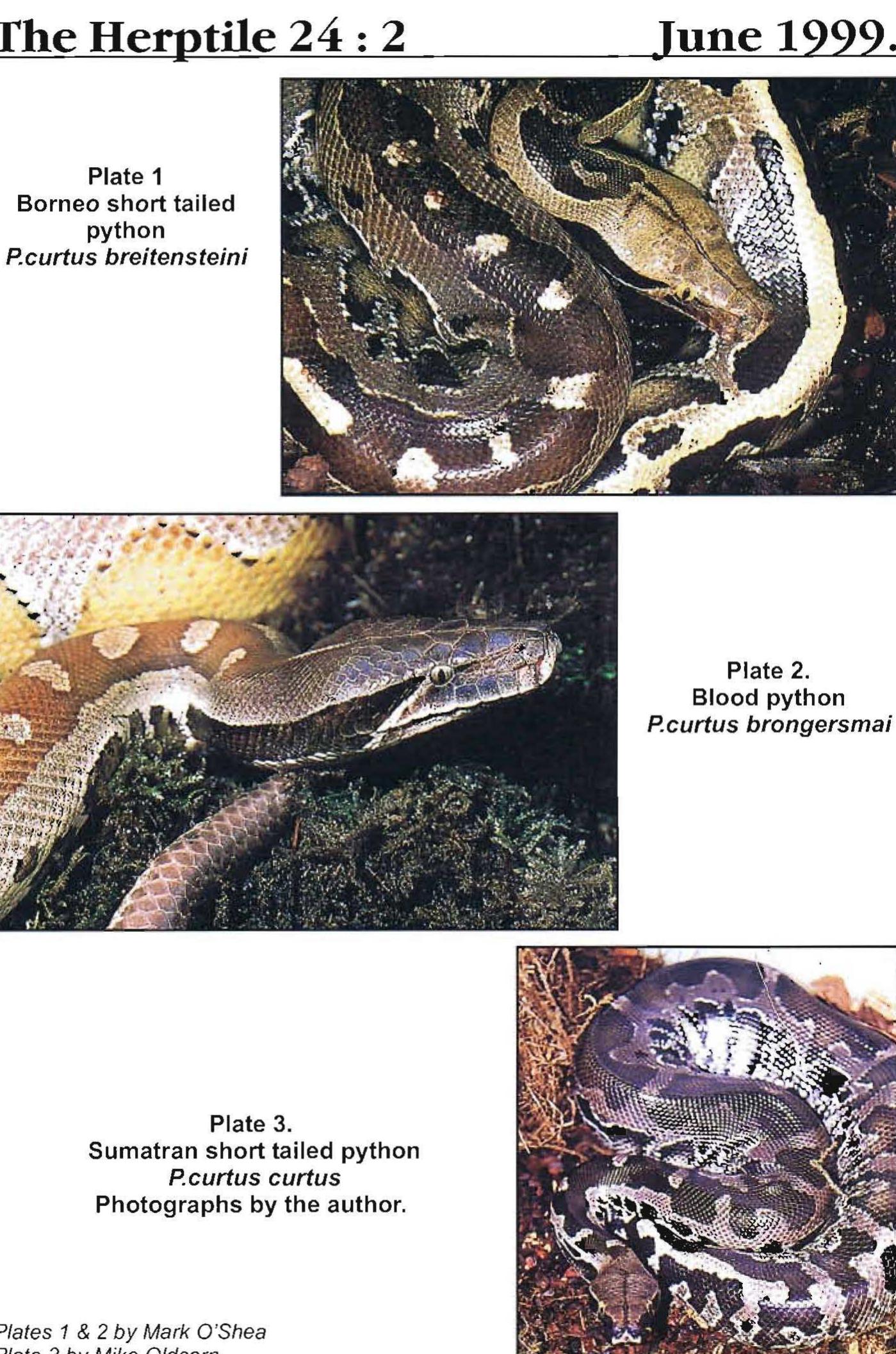 An investigation into the sub-species of the short-tailed python Python ...