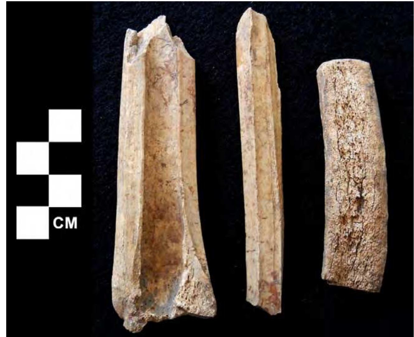 The longitudinally grooved specimens (Figure 15) number eight pieces, and these represent the next stage of manufacture whereby a long splinter is extracted for use. This stage may also be completed without using the groove and snap technique; in the case of deer long bones, parallel grooves can be incised along the length of the bone to divide it into two halves. All of the longitudinally grooved artifacts at the site involve bone and three are white-tailed deer metapodials and one is a metatarsal. The bone splinter illustrated in Figure 15 (center) measures 93.3 x 12.8 x 5.3 millimeters, which is shorter than the 131.4 or 130 millimeter length of the complete or nearly complete bone pins. It is much closer to the average length of 72.0 millimeters of the 12 complete awls. Another specimen, illustrated in Figure 15 (right), is a shaped piece of antler that probably was produced by a longitudinal groove and it measures 71.4 x 19.1 x 6.9 millimeters.  las a ee BS  . , , .  .  . ee i a . ee, i a ee , ee, i cael Bl (g  