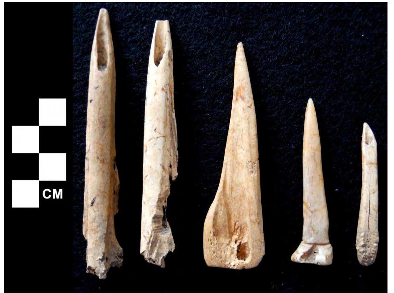 Figure 17. Various awls from 12Sp7 (note rodent gnawing on second specimen from left).  Fine parallel, perpendicular, and multidirectional striations occur on 87.6 percent of the awls recovered from 12Sp7 (Figures 17 and 18). These, in the absence of chattermarks (cf Newcomer 1987:Plates 3a and 3b), strongly suggest the awls were made by grinding using < sandstone slab, for example, or at very least finished by grinding. It is highly likely that a similai approach to shaping and finishing was employed in pin manufacture, given that 44 percen display striations rather than the chattermarks characteristic of scraping with a stone tool However, while 61.9 percent of the awls display unfinished surfaces, 70.0 percent of the pins are highly polished as a result of manufacture or use, totally obliterating the earliest stages o manufacture. Regarding use, the awls most frequently display damage at the tip including rounding and microflaking. Aside from bending breaks noted on 17.0 percent of the pins, tif damage was negligible. Given that almost all of the pins were broken, the number of bending breaks should be higher, but tell-tale signs like lipping were not observed. 