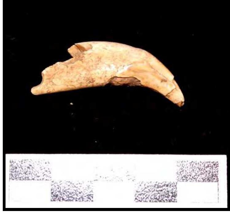 In general, the 12Sp7 faunal assemblage is quite similar to that described for the Bluegrass Site  (12W162), which has affinities with the French Lick phase  (Stafford et al. 2000). The faunal  assemblage recovered from the Bluegrass Site included animals exploited for subsistence, but also gives us insight into the multiple roles animals played in the daily and spiritual lives of the  Late Archaic peoples of southern Indiana. For instance, the from the Bluegrass Site suggest that these animals held a spec  11 dog burials that were recoverec ial place in the lives of the humans.  and it reminds us that not all animal remains should be classified as food waste. A single perforated canine, identified as probable coyote (cf. Canis latrans), was recovered from the Eas' Berm of site 12Sp7 (Figure 29). The perforation occurs on the root, suggesting the object  functioned as a pendant (see discussion of the 12Sp7 beads). |  Engraved bone pins, similar to ones  recovered from 12Sp7, inform us about raw material choice, craftsmanship, and possible  ornamentation.  A turtle shell rattle excavated from the Bluegrass Site is not an uncommon item for the Archaic and more recent periods and suggests that the numerous box turtle specimens (n=1,053) from 12Sp7 are likely attributable to a similar function, possibly more so than for subsistence purposes. Indeed, two box turtle specimens, both marginal, had perforations (Figures 30 and 31). In addition to these specific artifacts, bone and antler were fashioned into a variety of tools for use at the Bluegrass Site, both expedient and formal. 