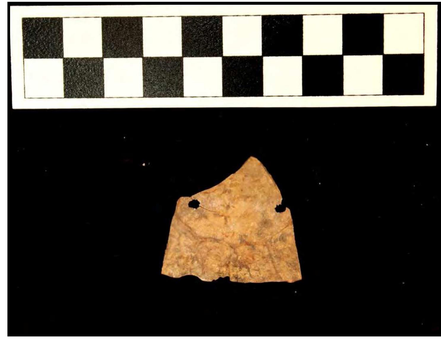 Figure 30. Perforations on box turtle marginal, West Berm (W82), 12Sp7. 