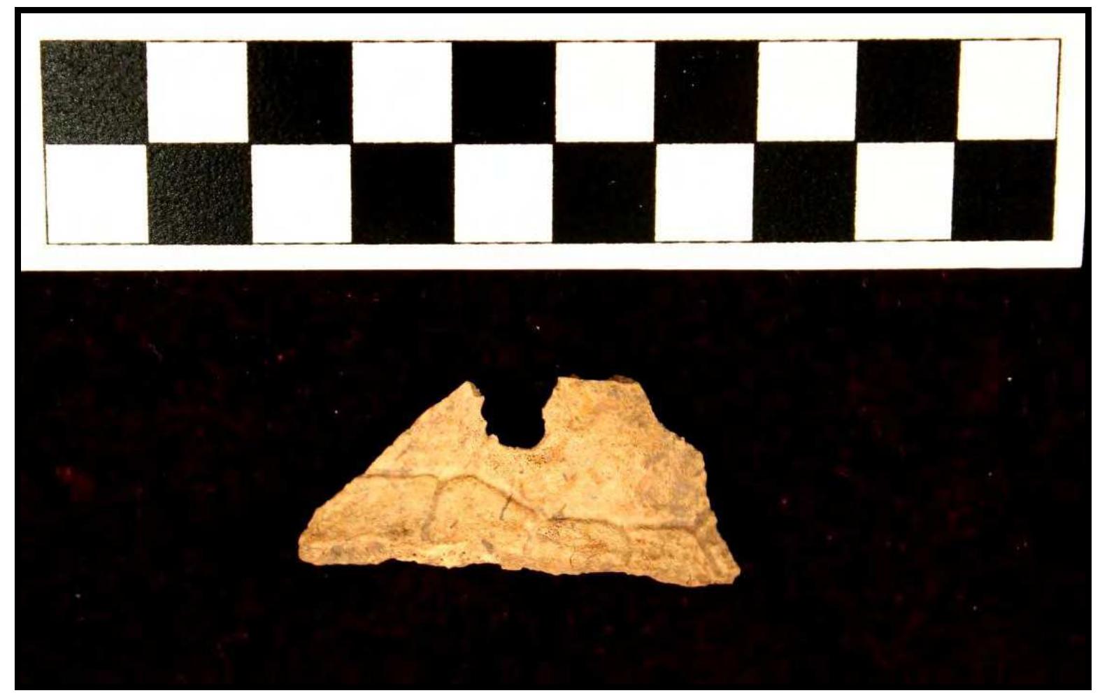 Figure 31. Perforated box turtle marginal, West Berm (W73), 12Sp7. 