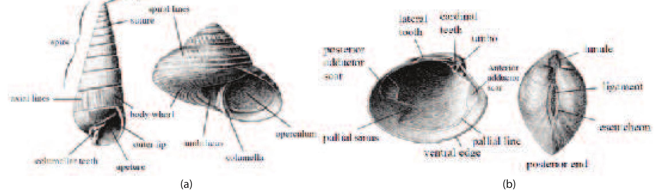 Figure 3 - from Sea Shells of Bangladesh: Marine Gastropod
