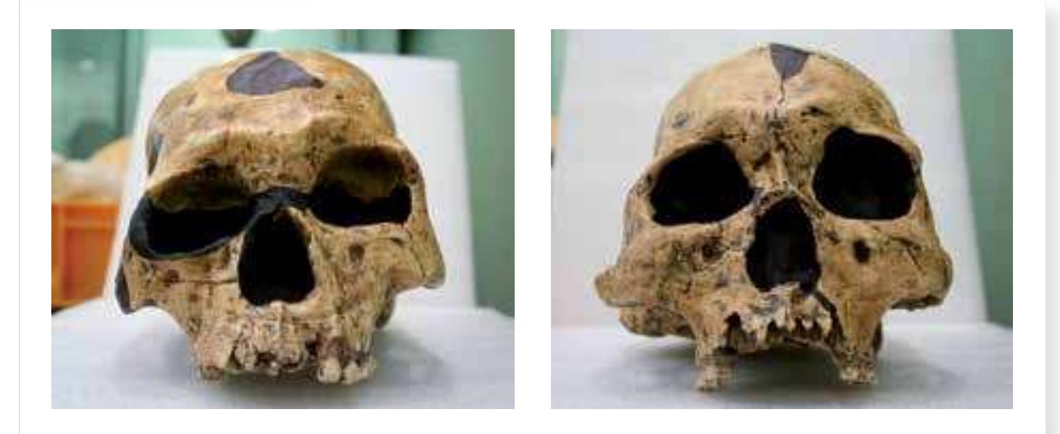PDF) Out of Africa and the evolution of human populations in Asia