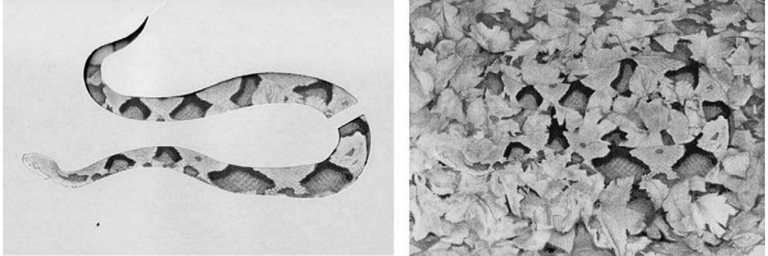 Disruptive Color (PDF) Chapter 4 The effectiveness of disruptive coloration as a ...