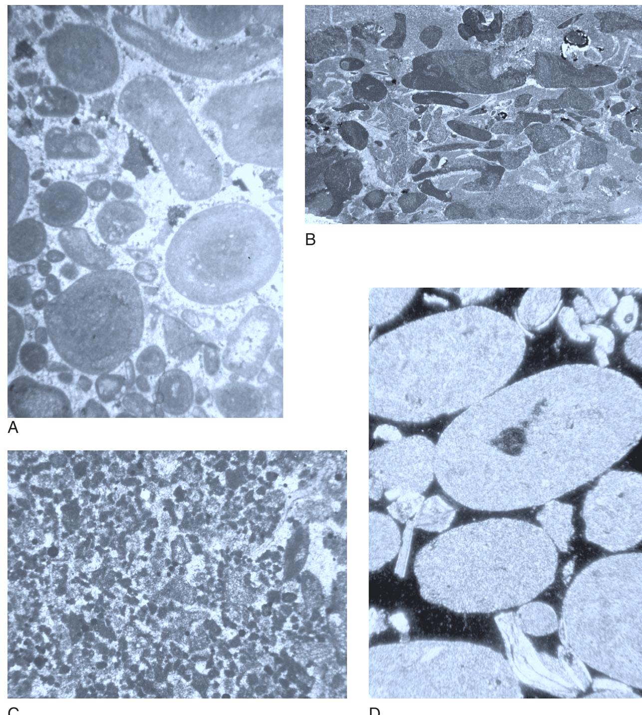 (PDF) GEOLOGY OF CARBONATE RESERVOIRS