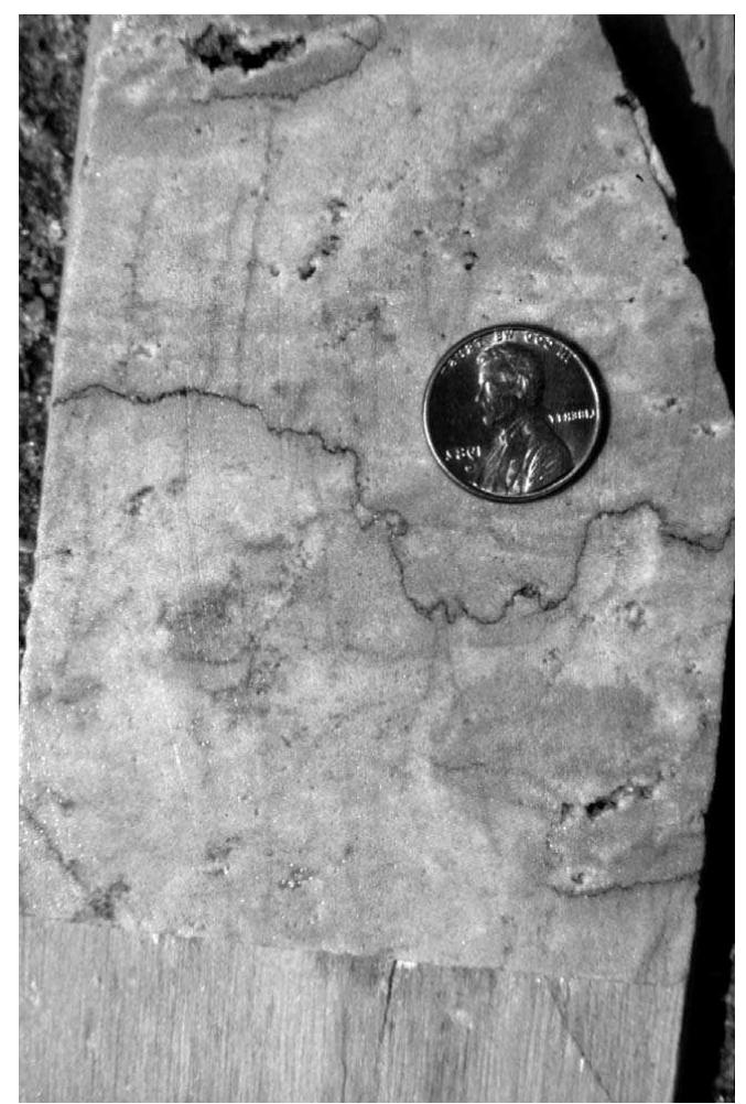 Figure 6.1 The stylolite just below the 1-cent coin is typical of these features that are formed by the combination of pressure and dissolution. Most of them are filled with insoluble mate- rial, commonly including or limited to bituminous residue and most stylolites are baffles or barriers to flow. A few may remain open, or become opened during later dissolution, in which case they may provide access for fluid migration (see the sketch in Figure 6.6). This stylolite, like most, resembles a trace on a seismograph or an electrocardiogram. Note the small natural fractures and dissolution vugs also in this core segment from a Mississippian-aged dolomitic reservoir in Texas. 
