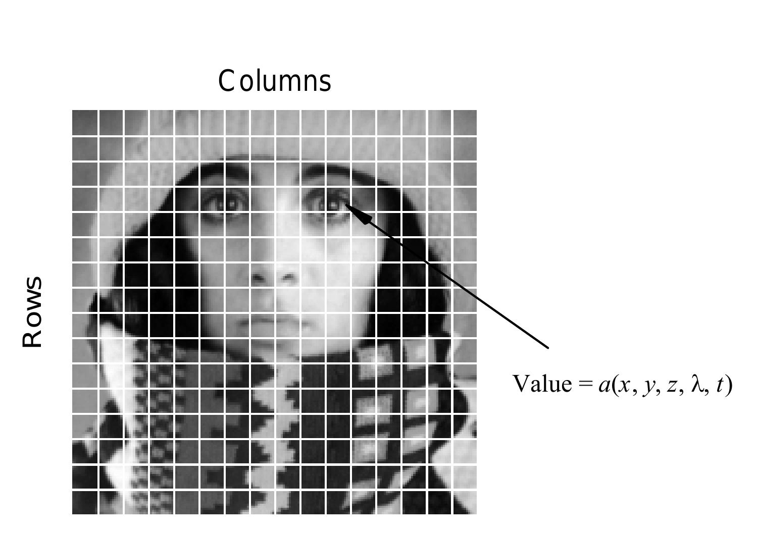 Figure 21 - from BIOLOGY BOTANY Higher Secondary Second Year