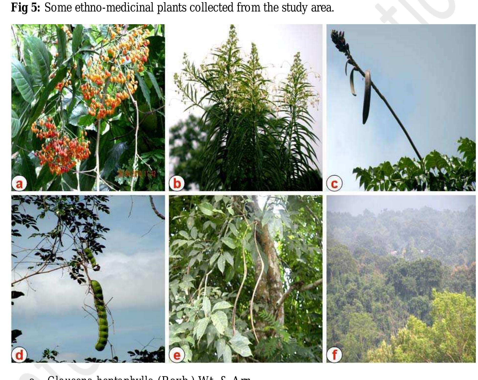Figure 5 - Traditional Ethno-medicinal plants use by the