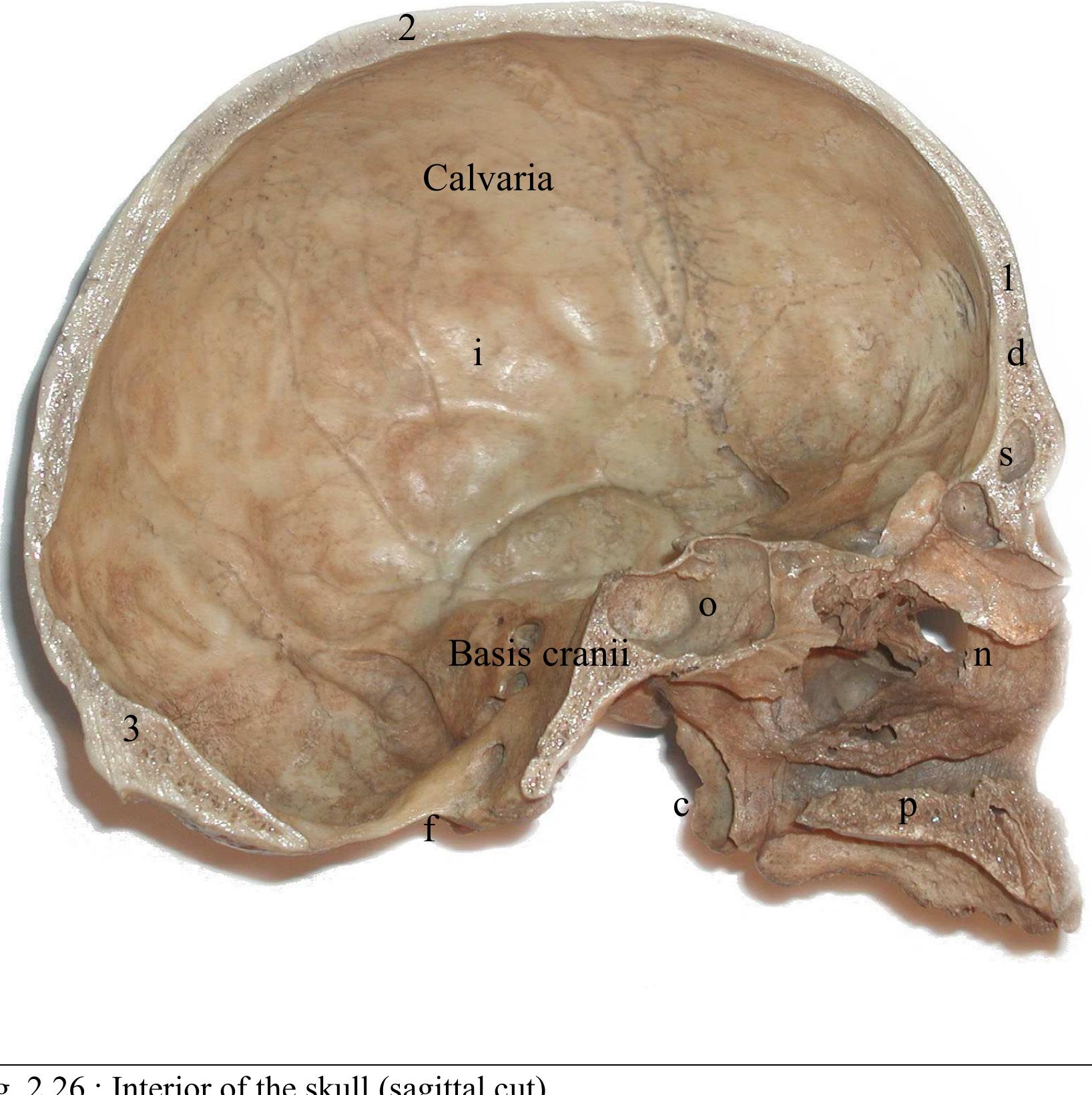 Figure 23 - from ATLAS OF HUMAN SKELETAL ANATOMY ATLAS OF