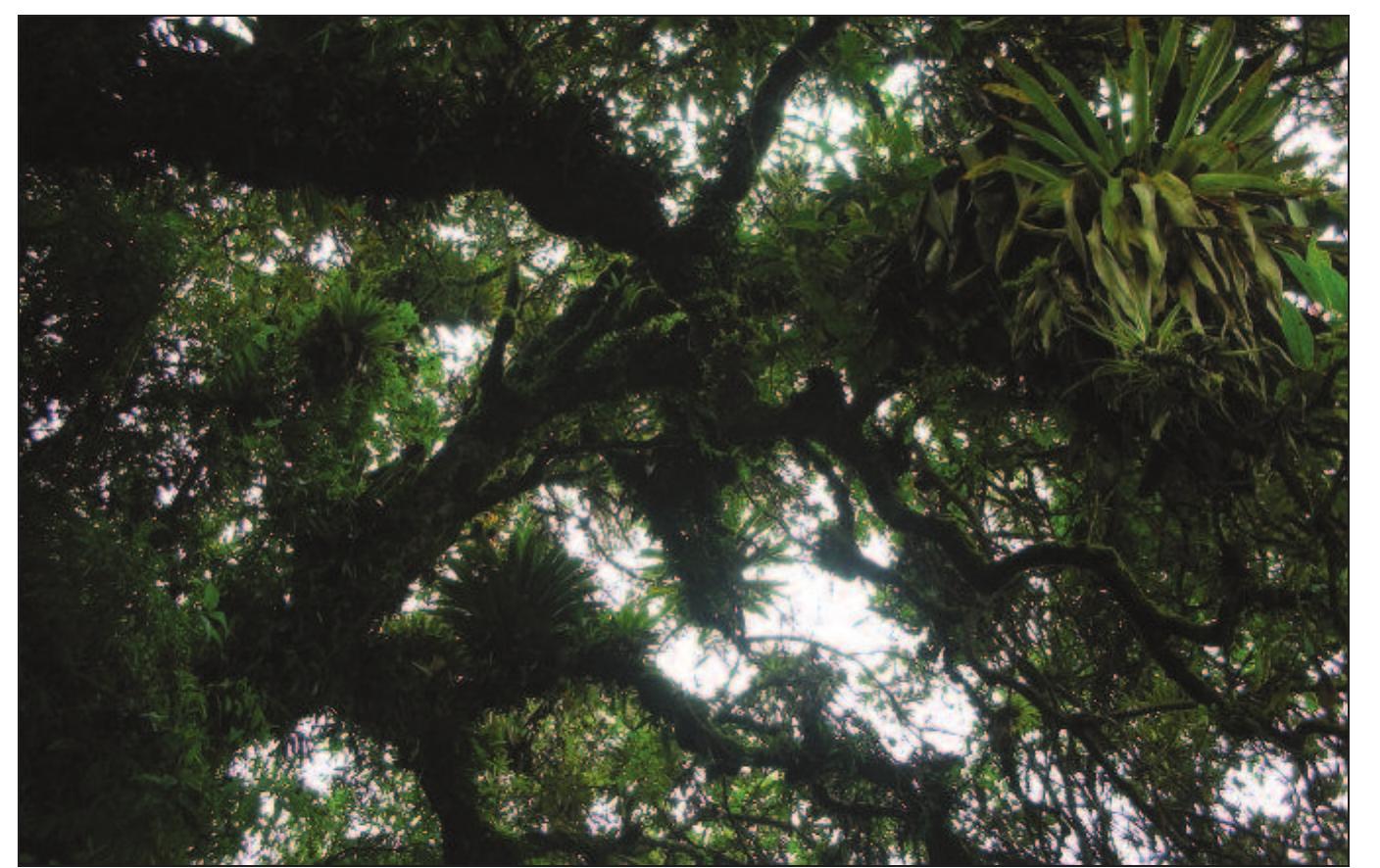 Monwane Tree Figure 1 - from Red List of the Montane Tree Species of the