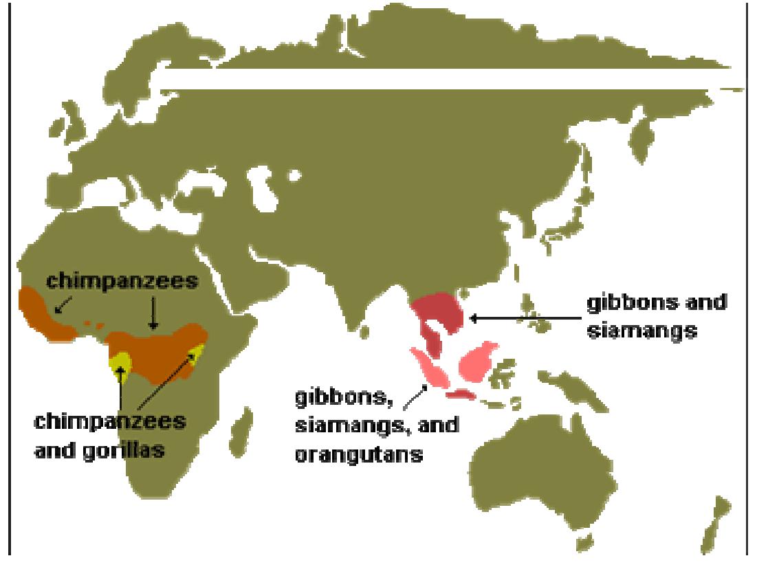 (PDF) Conservation of Hoolock Gibbon (Bunopithecus hoolock) in ...