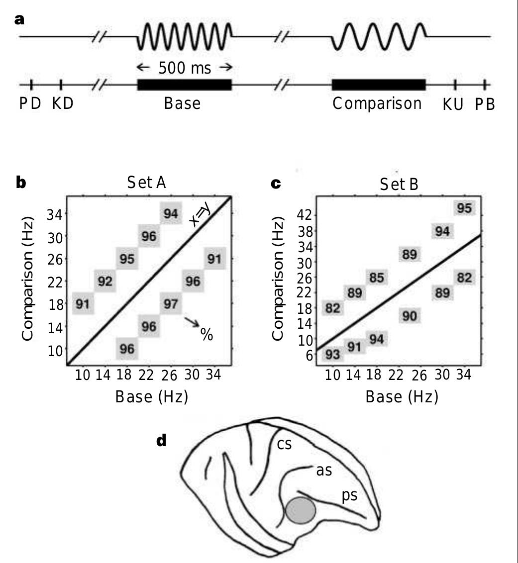 (PDF) Neuronal correlates of parametric working memory in the ...