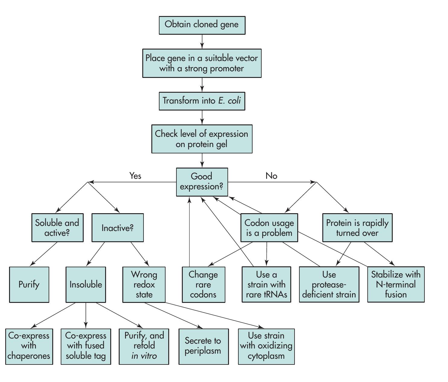 Figure 6 - from Production of Proteins from Cloned Genes