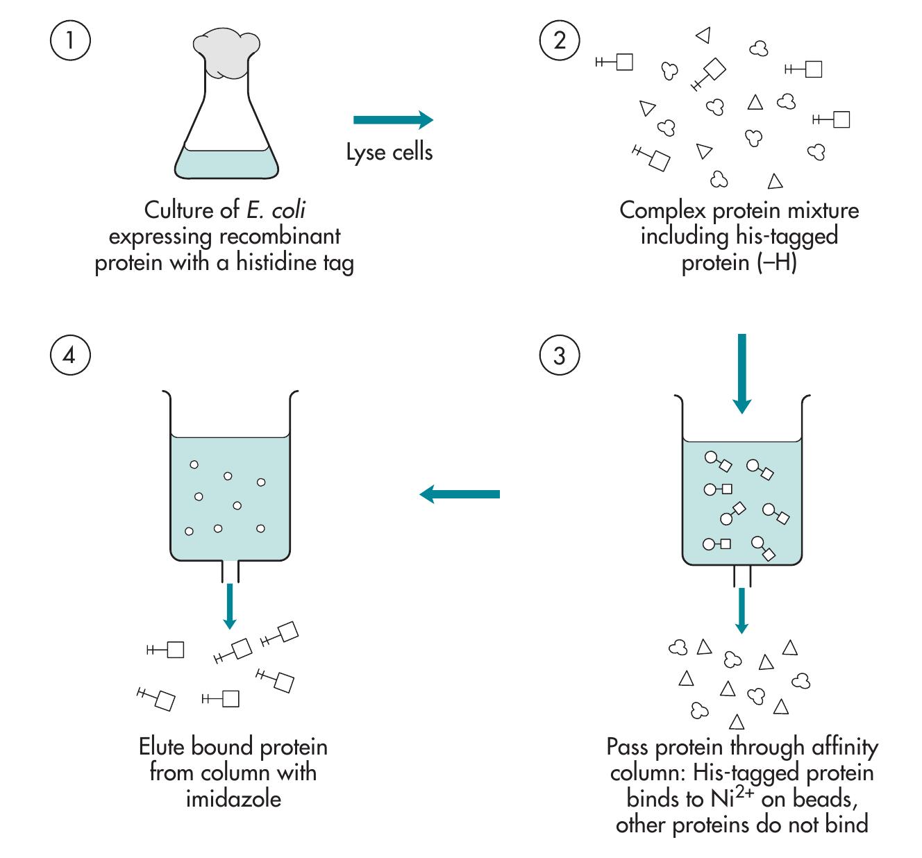 (PDF) Production of Proteins from Cloned Genes