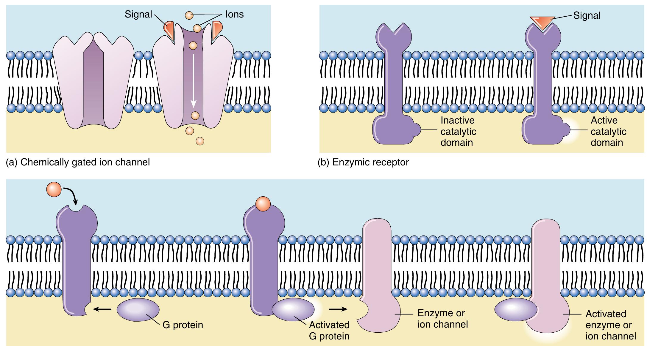Structure of the b-adrenergic receptor. the receptor is a