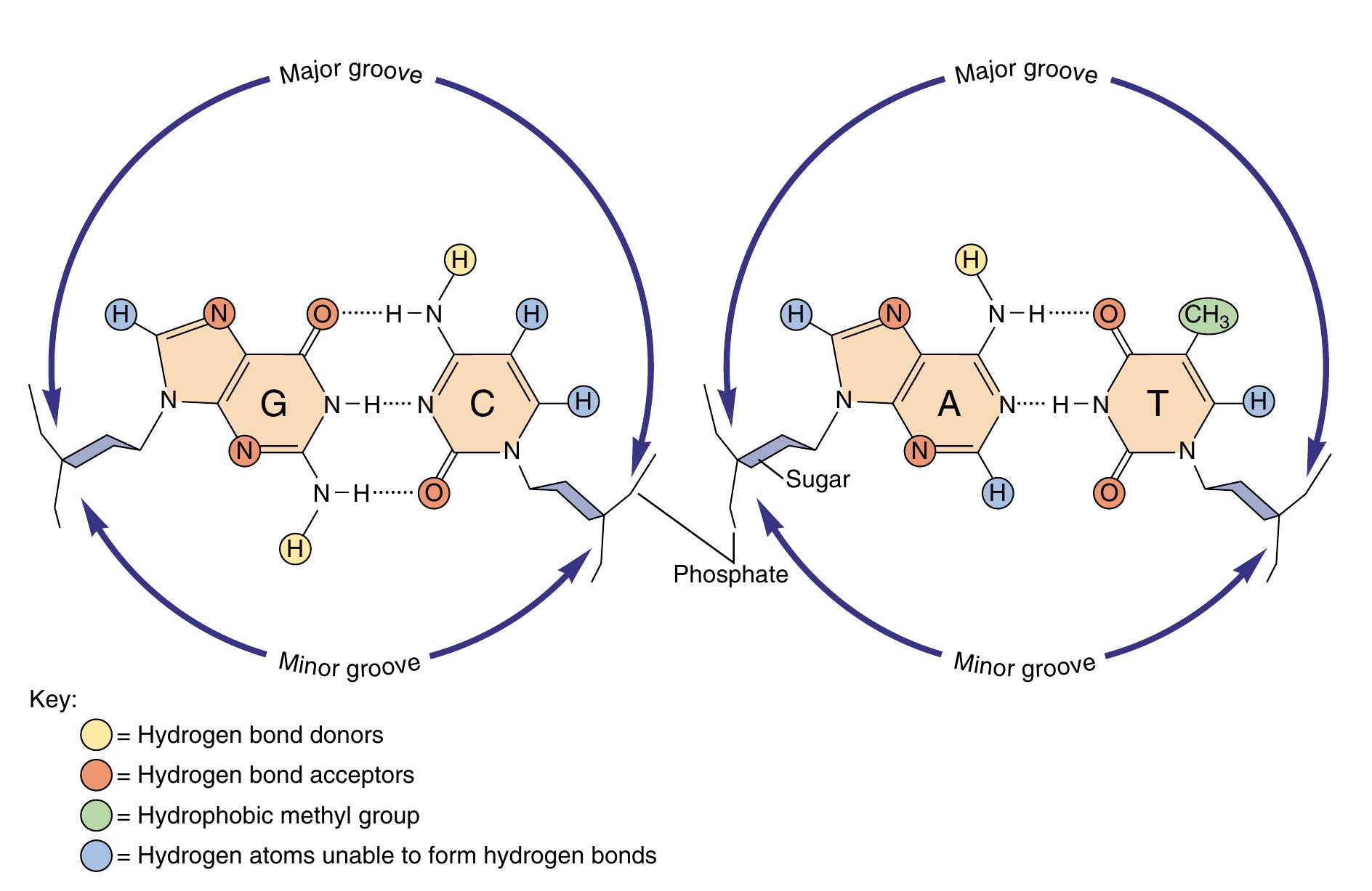 Reading the major groove of dna. looking down into the major