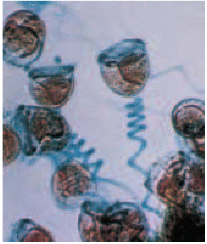Figure 24 - from Protists