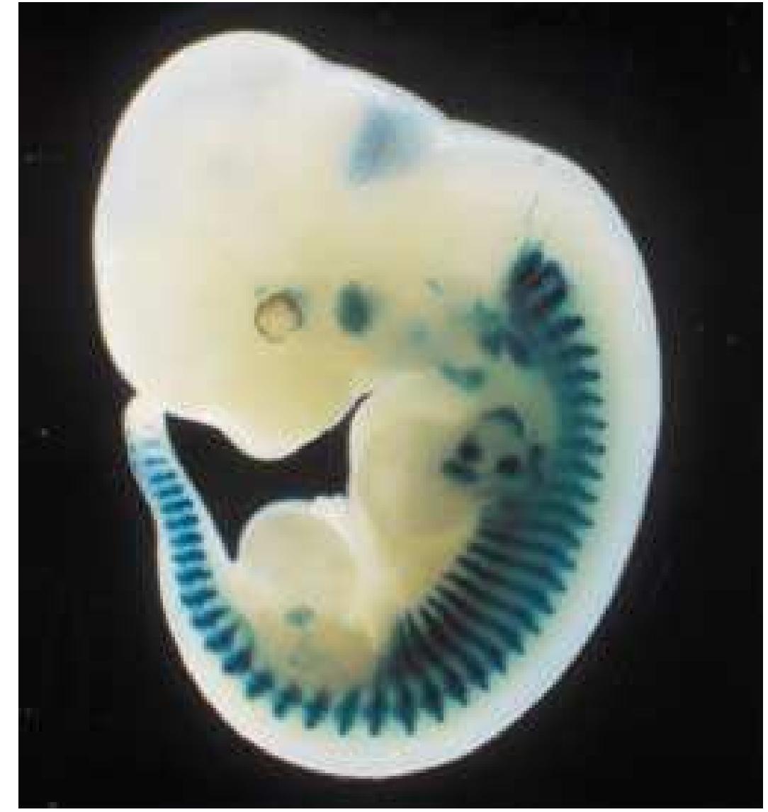 (PDF) Vertebrates