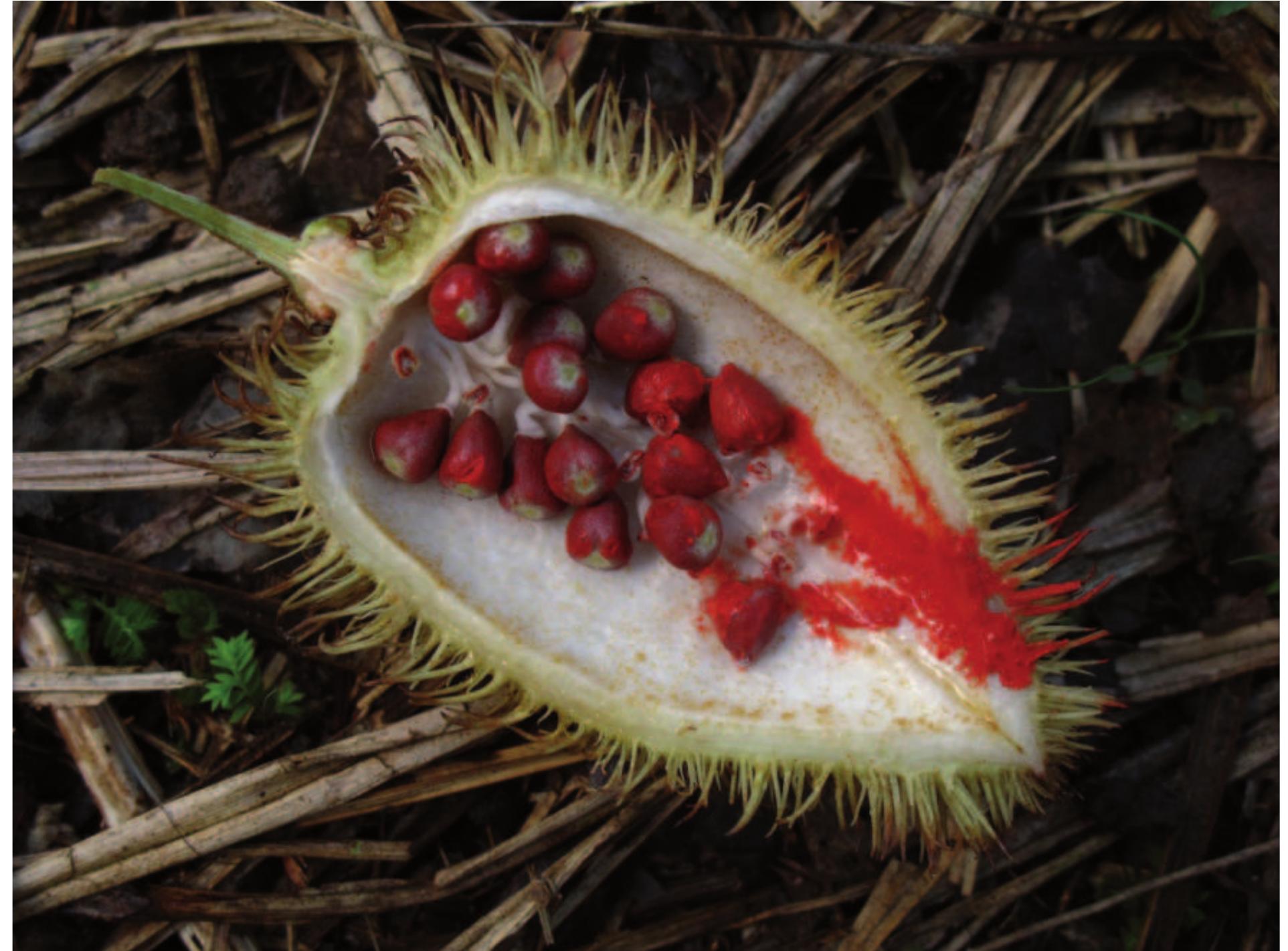 michi PDF) Ethnobotany of the Shipibo-Konibo
