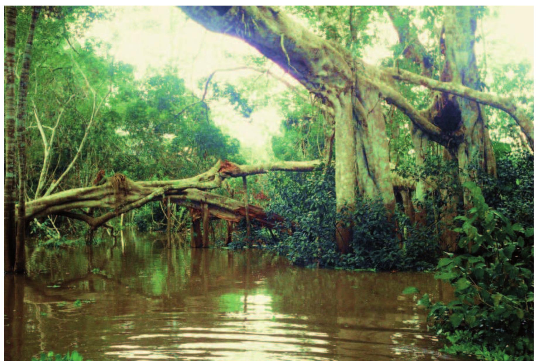 PDF) Ethnobotany of the Shipibo-Konibo