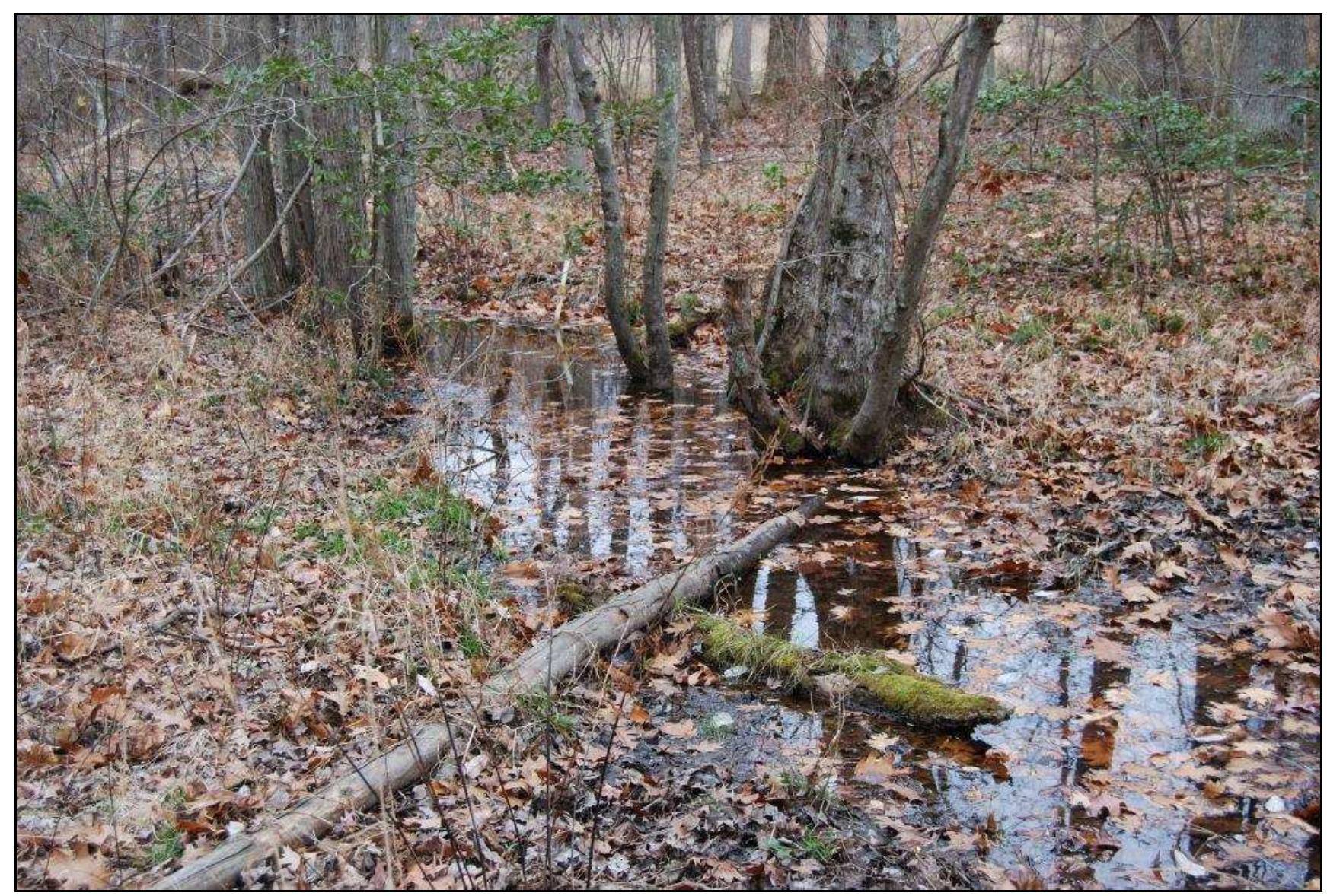 Figure 11. Perennial spring located on the Windy Knolls property. 