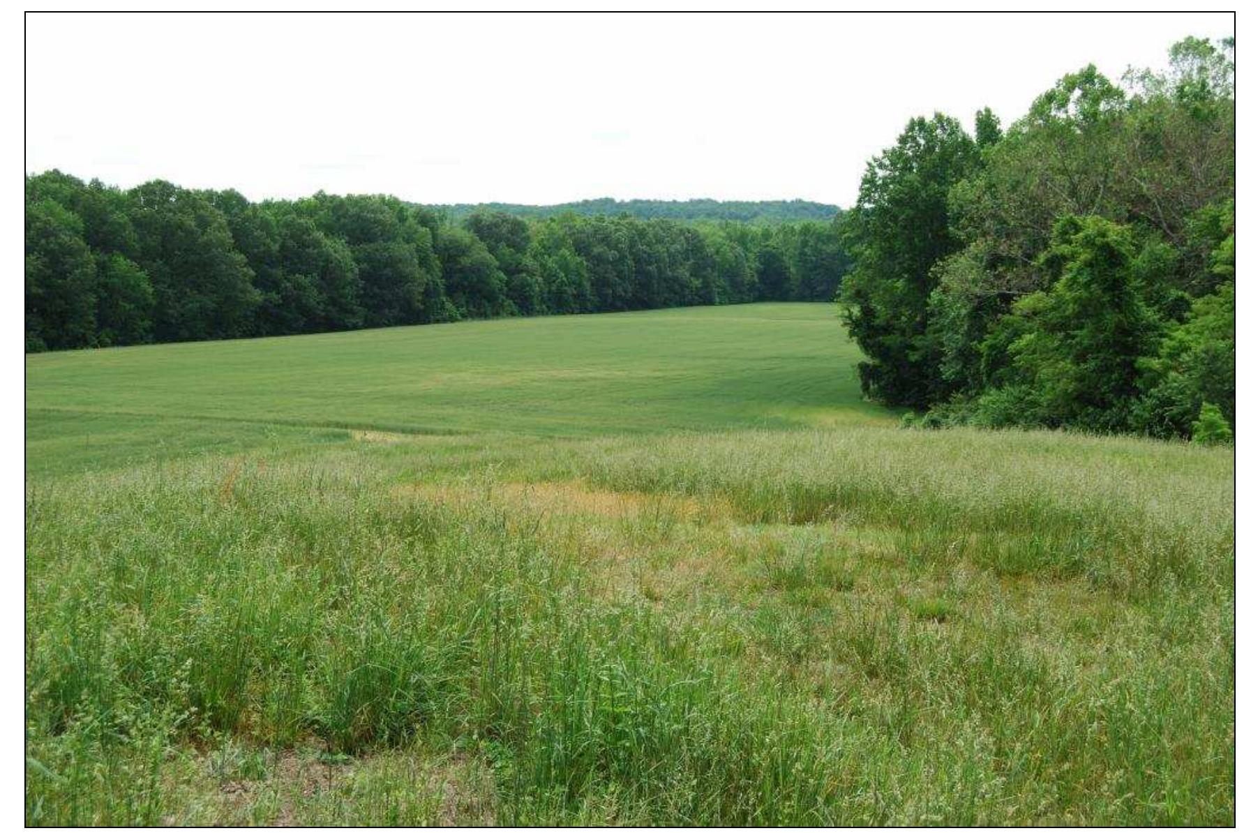 Figure 20. Wheat field surveyed at the Steffens property, facing south toward Zekiah Run. 