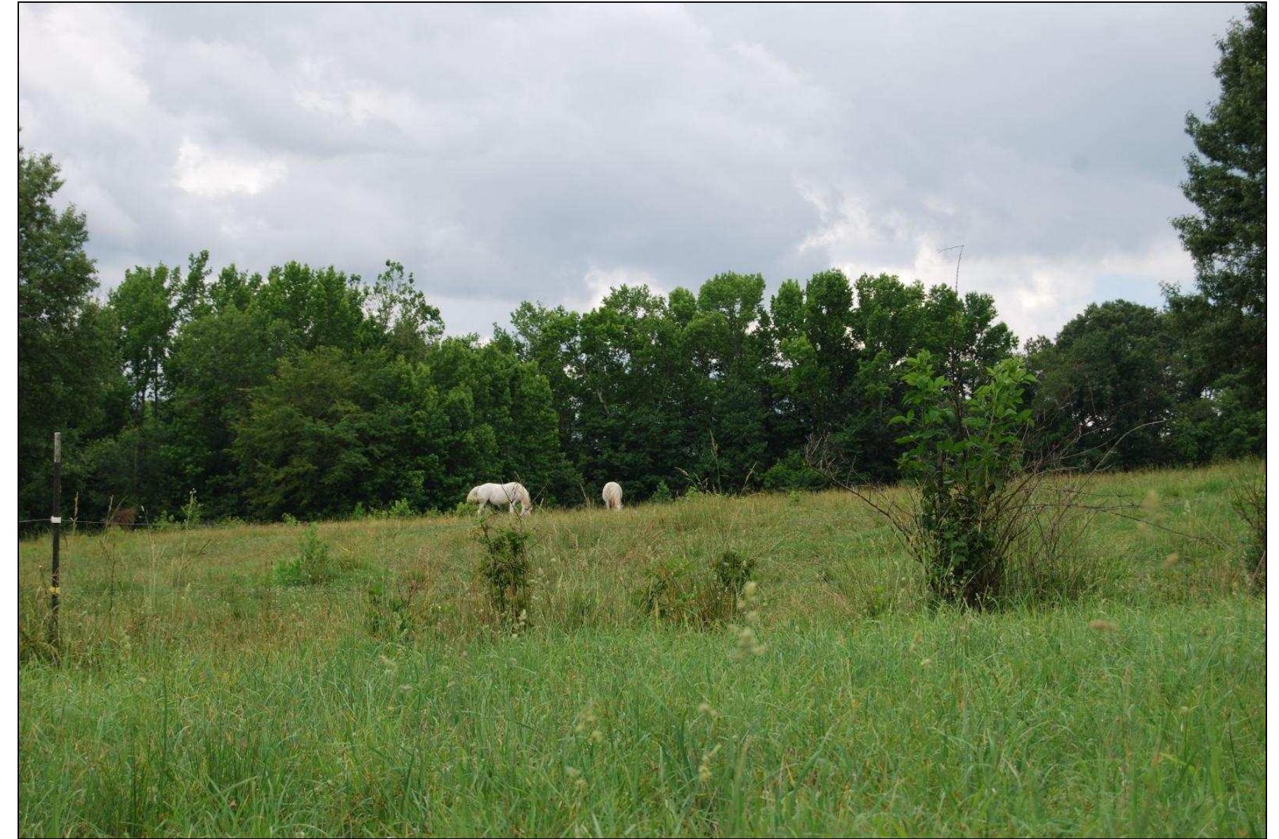 Figure 21. A small knoll surveyed at the Hogue property. 