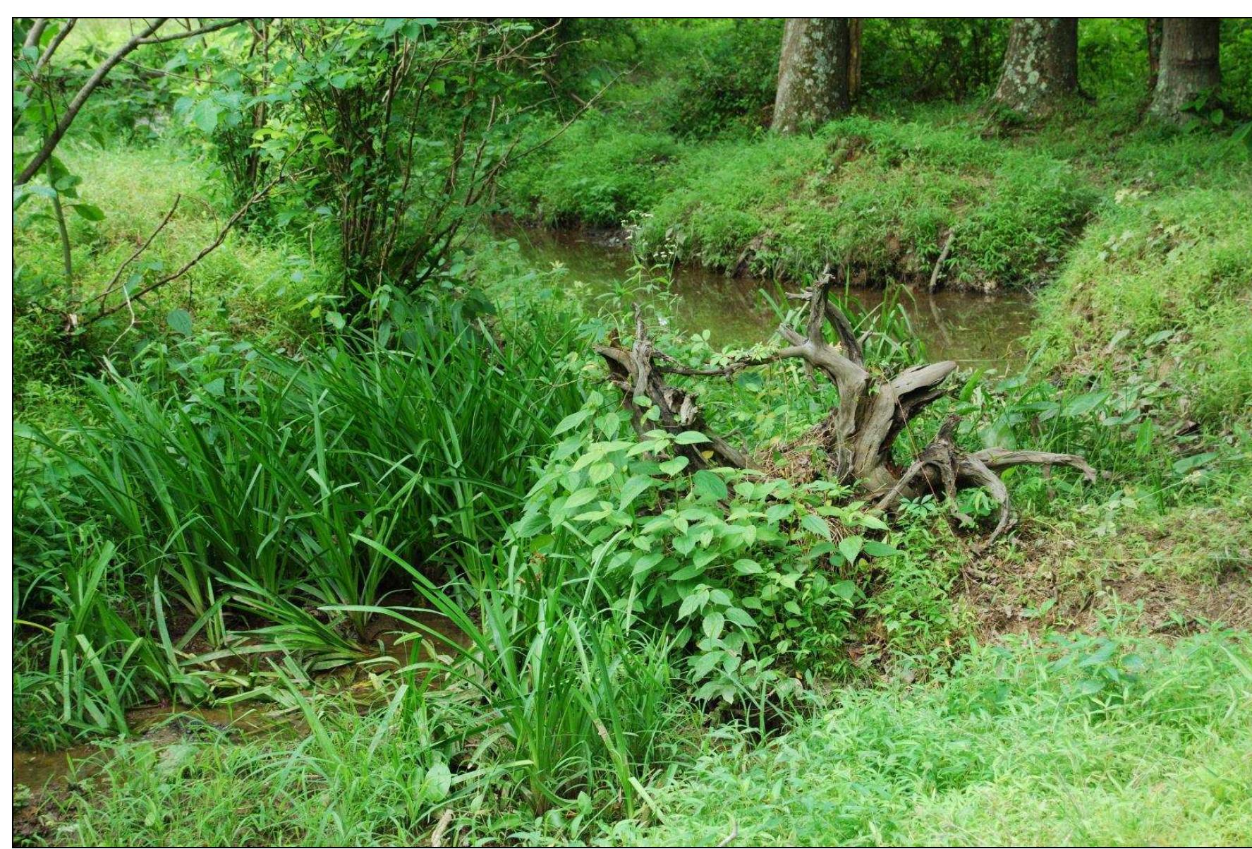 Figure 22. View of fields at the Hogue property.  Figure 23. View of lower-lying areas near Zekiah Run at the Hogue property. 