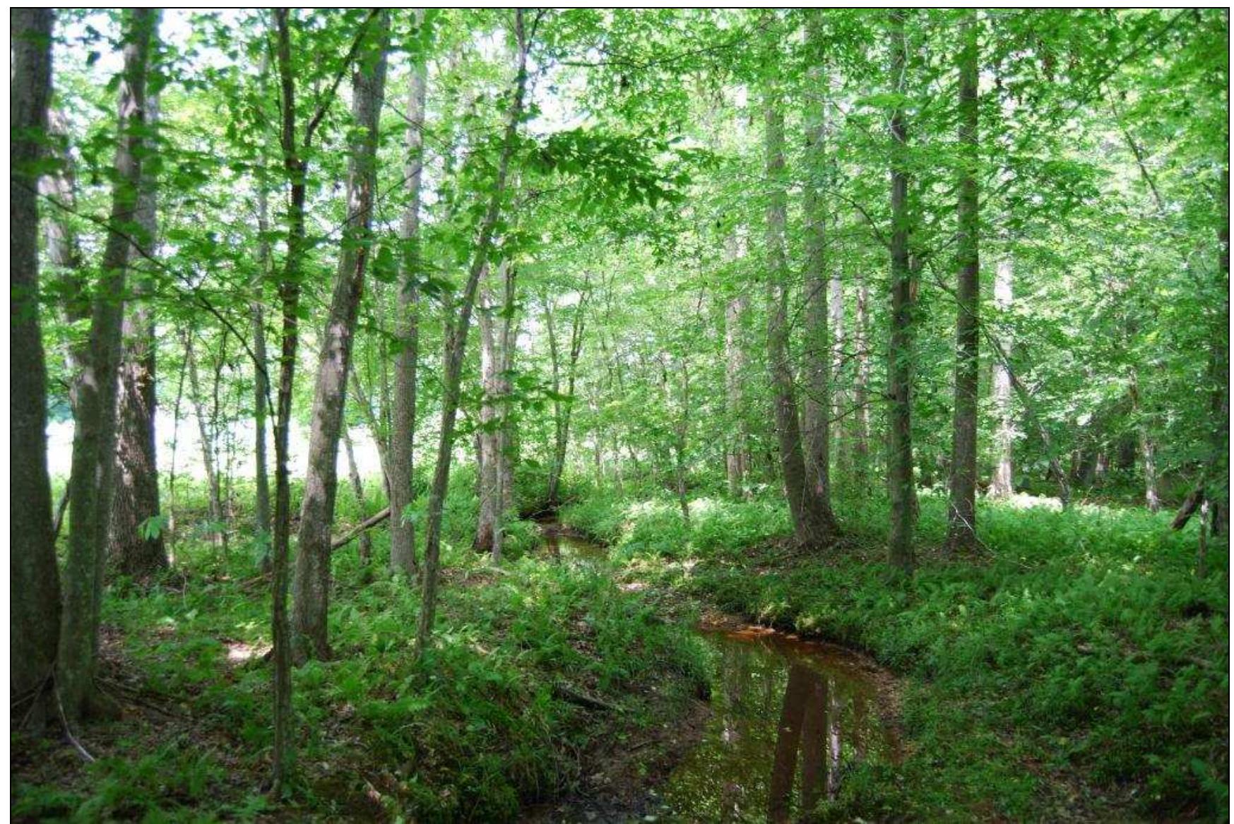 Figure 27. Unnamed stream, the Jordan Swamp I site. 