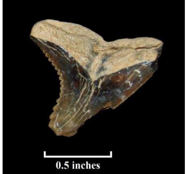 Figure 73. Fossil shark’s tooth  from test unit, Windy Knolls I (Lot AT) 