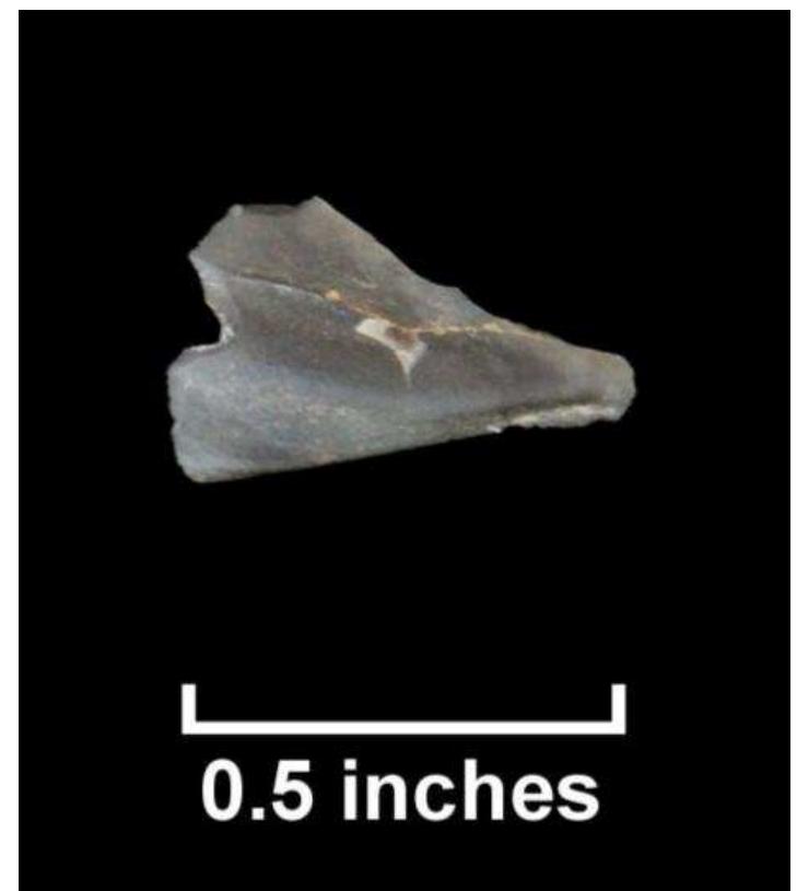 Figure 108. Tertiary flint fragment recovered from shovel test, Jordan Swamp I (Lot 73). 