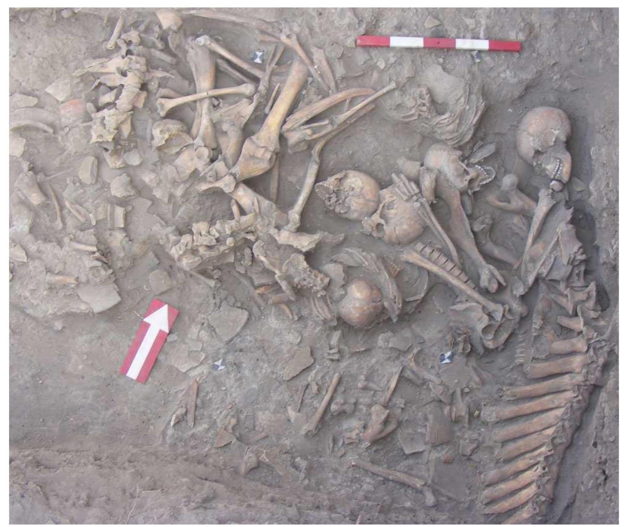 Figure 5 Mass grave in Area MTW, east end, with dense thick deposit of human and animal bones.  within the pile (missing only heads and arms) implies that little time passed between death and removal for burial. Rates of human post-mortem disarticulation are notoriously difficult to track with precision, as they depend upon season, temperature, humidity, micro- climate, soil conditions, micro-organisms, clothing or lack thereof, and other factors (Bass 1996; Forbes 2008; Galloway 1996; Ubelaker 1996). The pattern of disarticulations in the MTW grave implies that weeks to perhaps months elapsed between death and burial. Notably, the disarticulations of the human remains across the pile are internally consistent. Given that their placement in the mass grave was a single depositional event, the equal degree of disarticulation of the skeletons implies that death was simultaneous for all, as were their decay and their gathering and removal. Other possible explanations for the mass grave, such as relocation of a normative cemetery, are belied by this internal consistency in degree of disarticulation observed across all the bodies.  was some sorting during deposition that may be related to the mode of collection and transport from the presumed primary context: the lowest layer of the pile comprised mostly separate large elements such as femora, covered by a layer of partly-articulated body segments, and the top of the pile was made up mostly of smaller single elements and skulls. The disarticula- tions in all cases appear to be accidental, derived from natural decomposition, as there are no cut- marks or indicators of dismemberment on bones. The loss of smaller bones may have occurred during gathering and transport to the burial site or may be related to animal scavenging before the bones were gathered for transport. The damage includes small, paired, parallel incisions from rodent teeth plus deep punctures and furrows probably produced by dogs or even lions, to judge from the scale and depth of marks. This scavenging implies that the primary context involved exposure in the open air. In part, scavenging may explain the absence of smaller body elements, such as feet and hands, which could easily be transported away from the death site by such animals. The presence of at least two almost-complete skeletons 