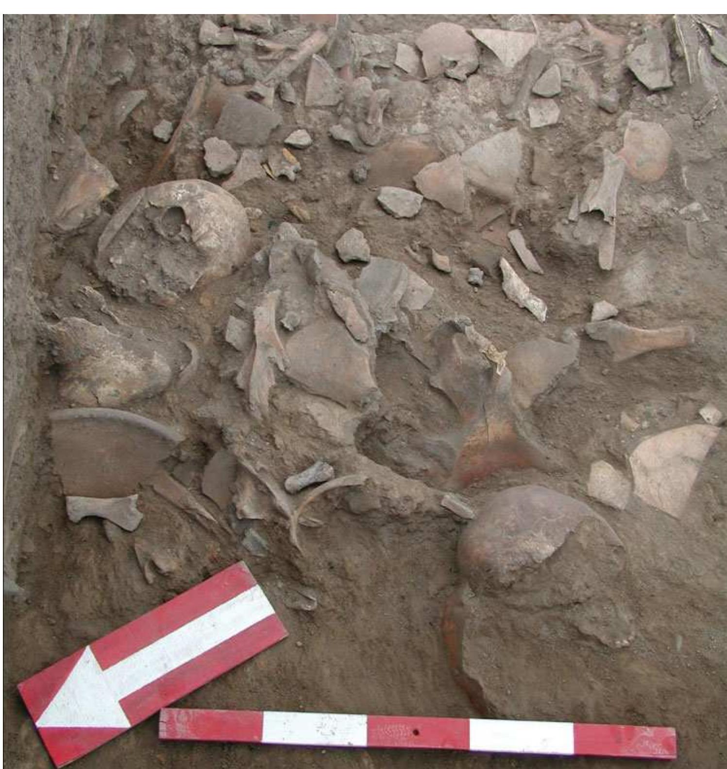 Figure 6 Mass grave in Area MTW, central, with dense ceramic sherds and less dense human and animal bone deposit. 