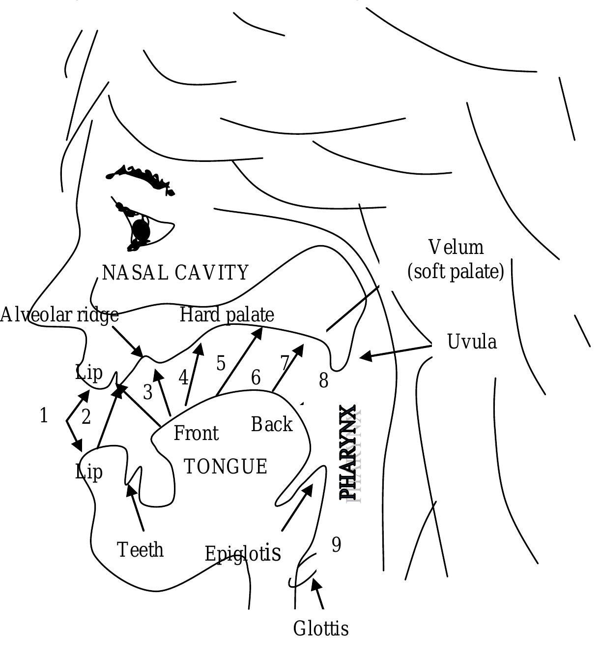 1. a schematic drawing of the vocal tract places of