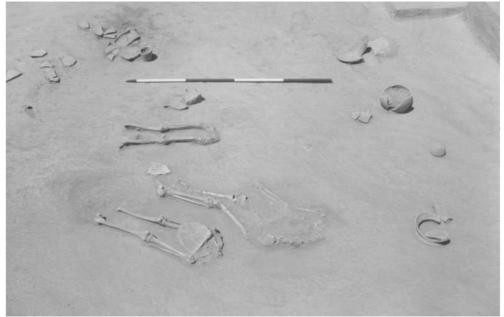 Figure 3. Fragmentary human skeletons in ritual deposit FS 1374, uppermost fill in reception room 20 of the Area FS Level 5 building. The skeleton FS 1374C discussed here is the most complete of the three specimens. The deposit dates from sometime around 2250 BC. 