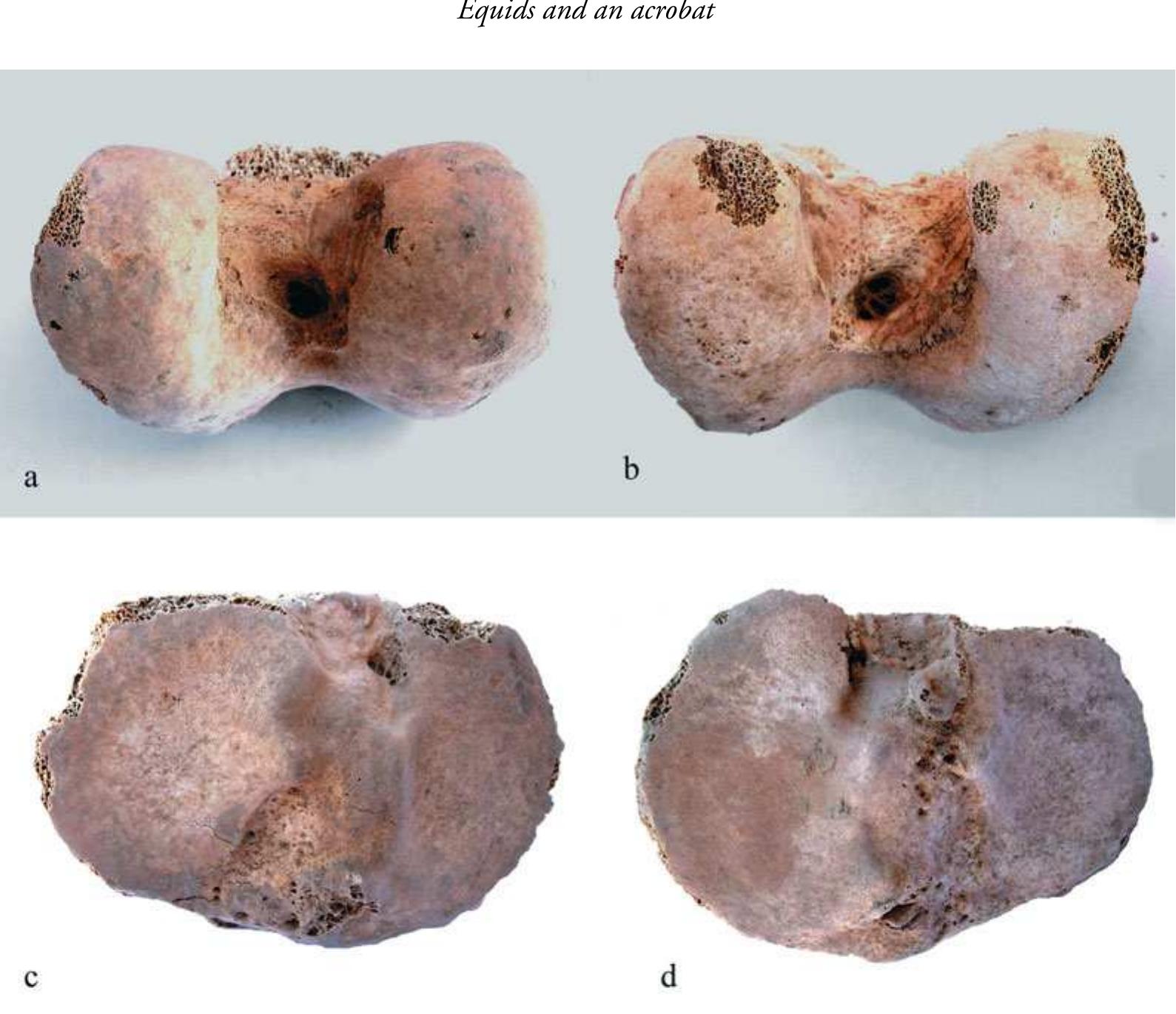 Figure 6. Knees: a-b) right and left femoral condyles have very prominent attachment areas for anterior and posterior cruciate ligaments, which resist twisting and turning movements of the knee. The intercondylar fossa is deep; c-d) proximal articulation of the tibias showing large attachment areas for posterior cruciate ligament and horns of meniscus. 