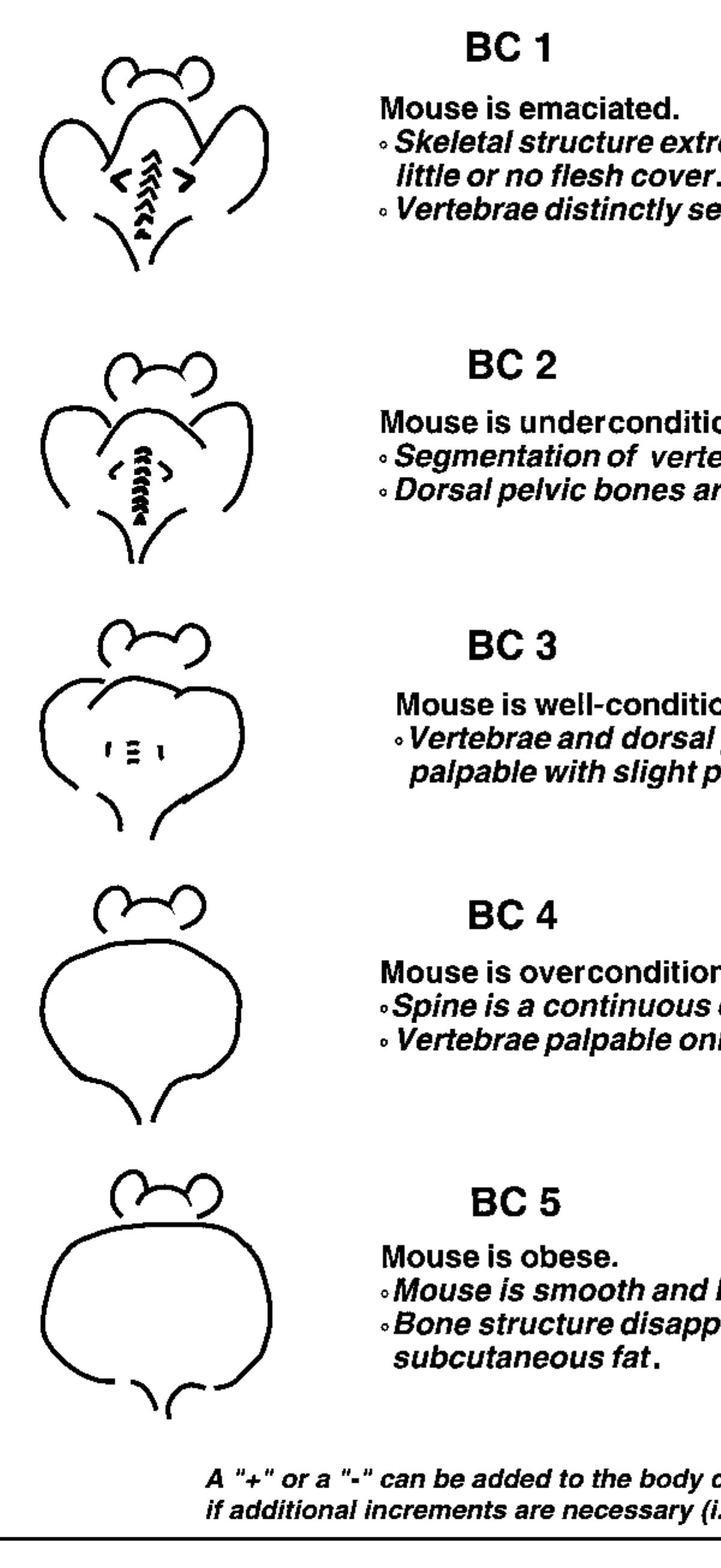 (PDF) Body Condition Scoring: A Rapid and Accurate Method for Assessing ...
