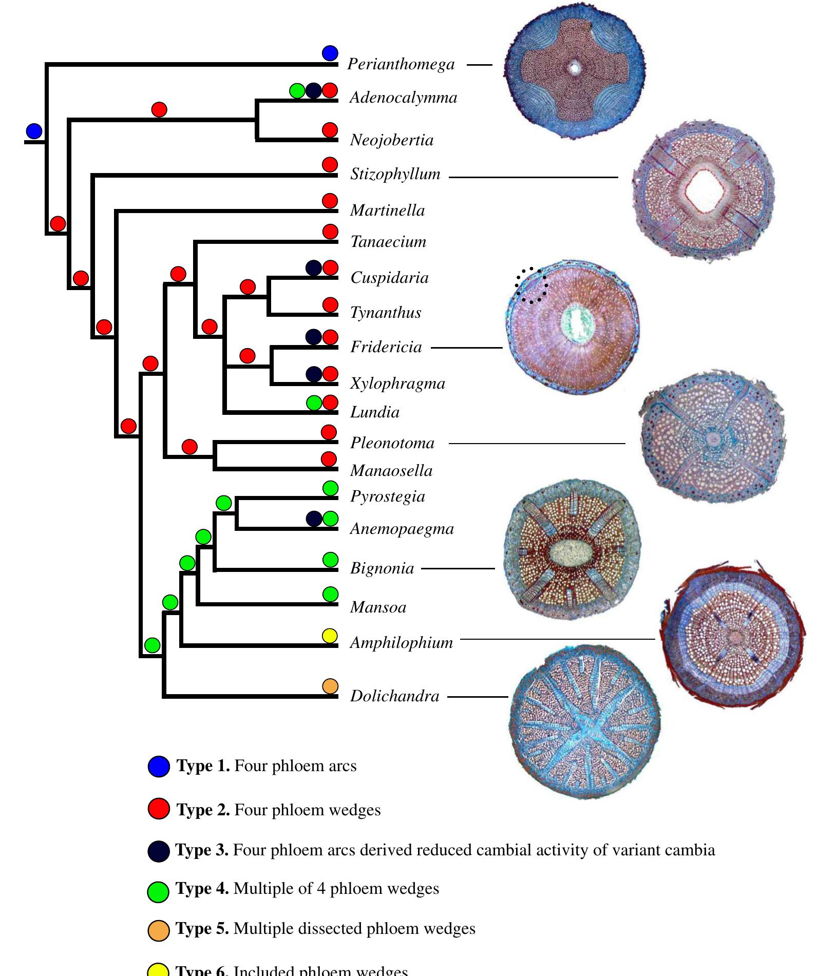 Phylogenetic mapping of the six types of cambial variants