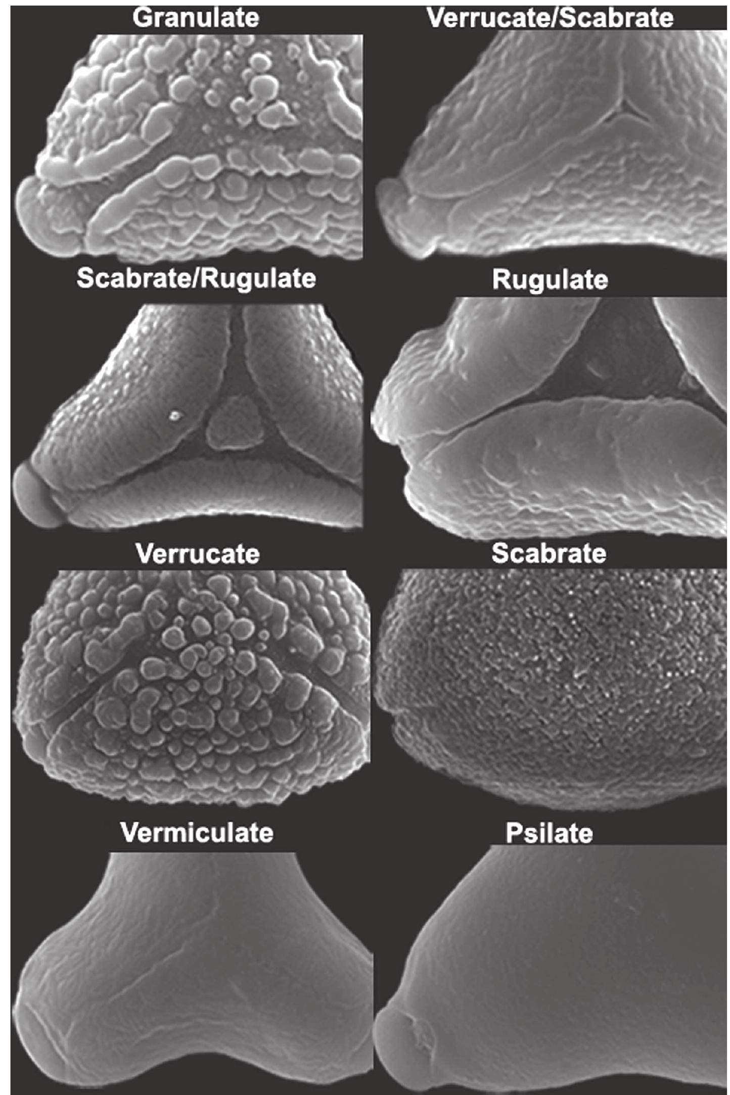 Figure 3 - from Pollen morphology of the Myrtaceae. Part 1: