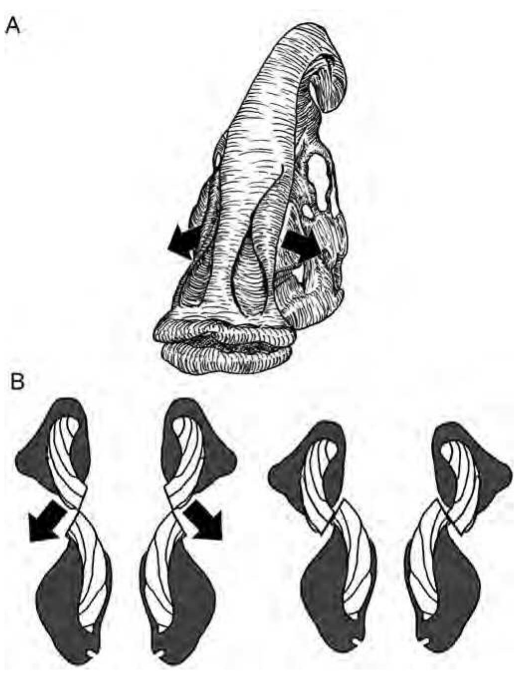 Predentary (PDF) Hadrosauroid Jaw Mechanics and the Functional Significance of the ...