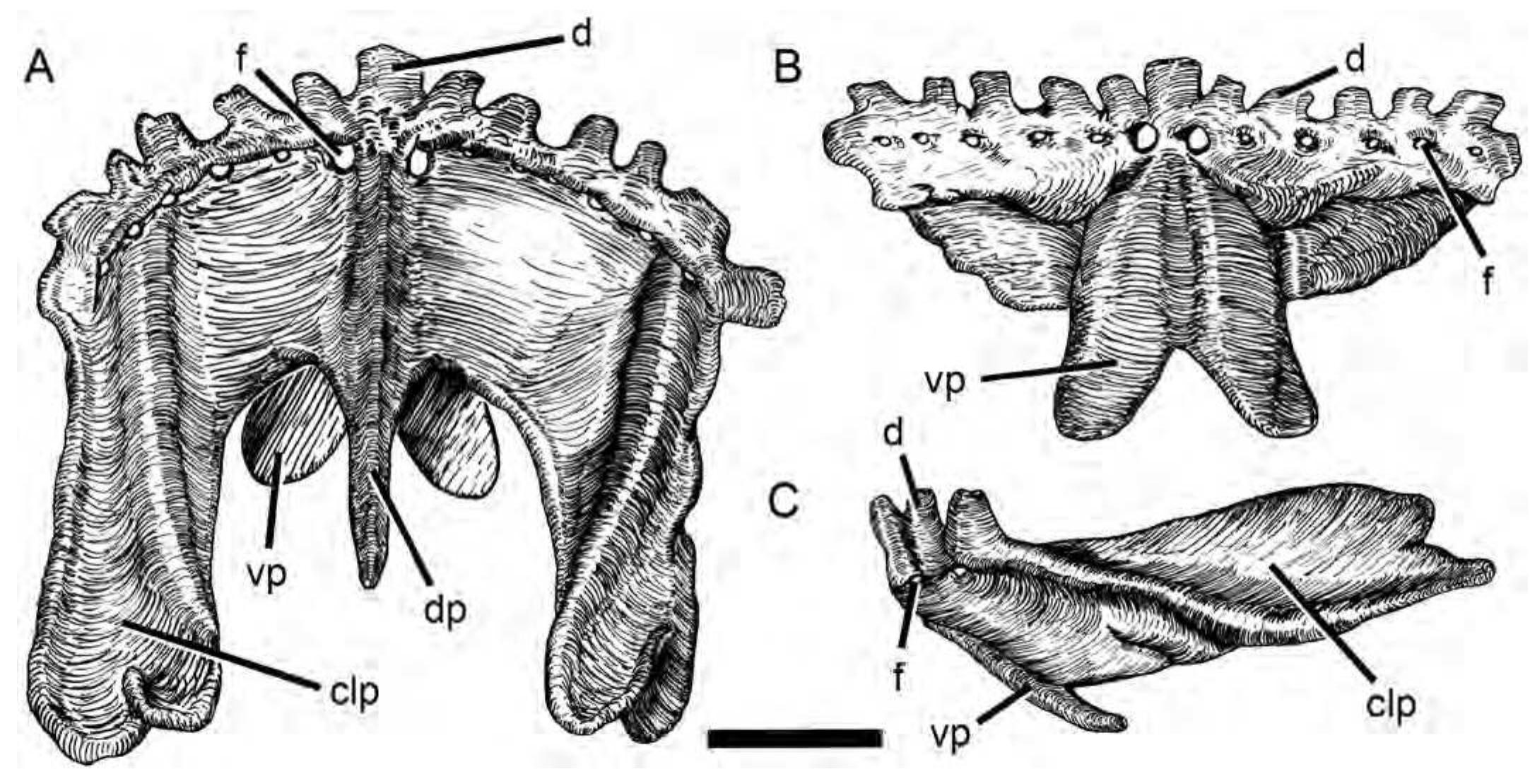 Predentary (PDF) Hadrosauroid Jaw Mechanics and the Functional Significance of the ...