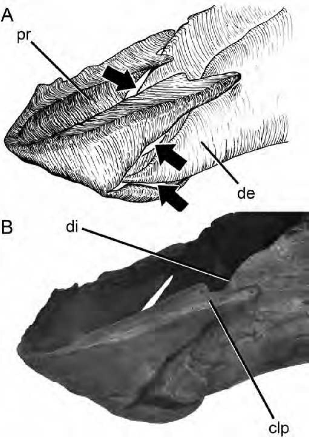 Predentary (PDF) Hadrosauroid Jaw Mechanics and the Functional Significance of the ...