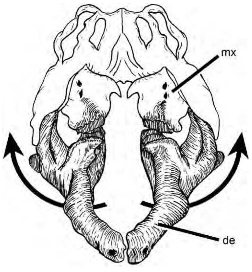 Predentary (PDF) Hadrosauroid Jaw Mechanics and the Functional Significance of the ...